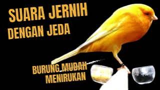 masteran kenari 8 jam dengan jeda air mengalir ❗❗ burung mudah menirukan