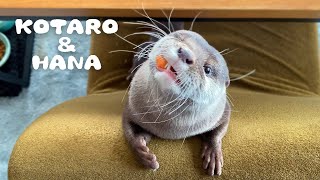 Otter Kotaro How to Protect Fish From The Thief