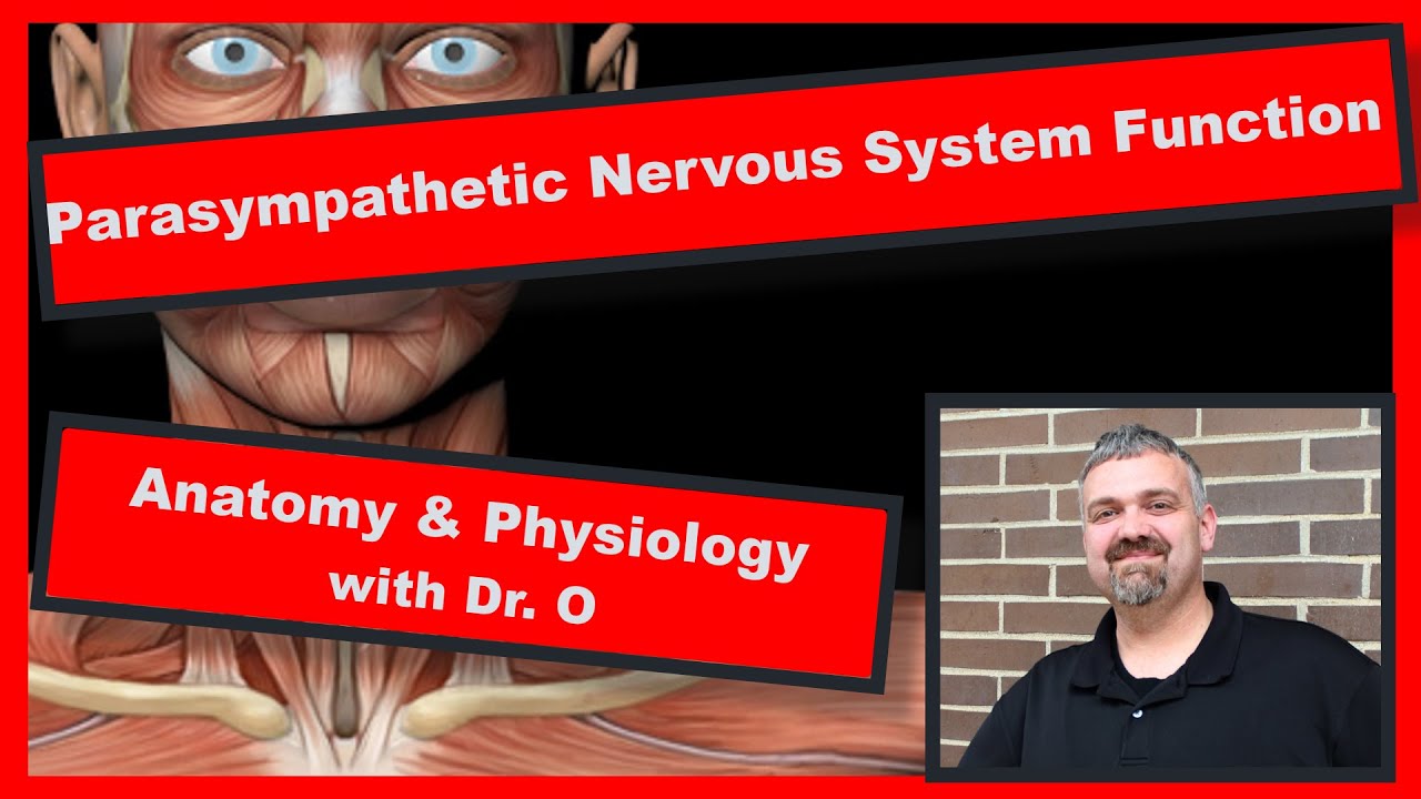 Parasympathetic Nervous System Function: Anatomy and Physiology - YouTube