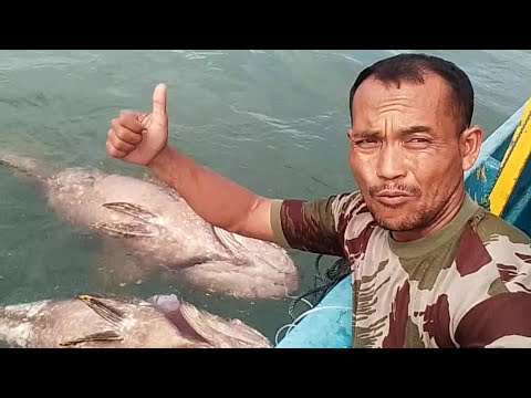 mancing kerapu monster