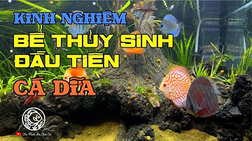 Chú Mười Ba Chơi Cá | Giới Thiệu Kênh & Hồ Cá Thủy Sinh Đầu Tiên Nuôi Cá Dĩa