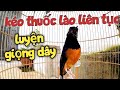 luyện chòe lửa hót giọng dây dài.chòe lửa tạch kích lửa hót nhiều giọng.chòe lửa hót hay murai batu