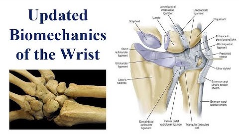 Updated Lecture on Biomechanics of the Wrist for the 2nd-Year PT Students 