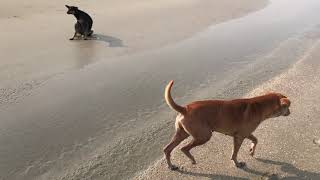Потасовка собак в ГОА. Пришла жара. Бенаулим. Что происходит на пляже