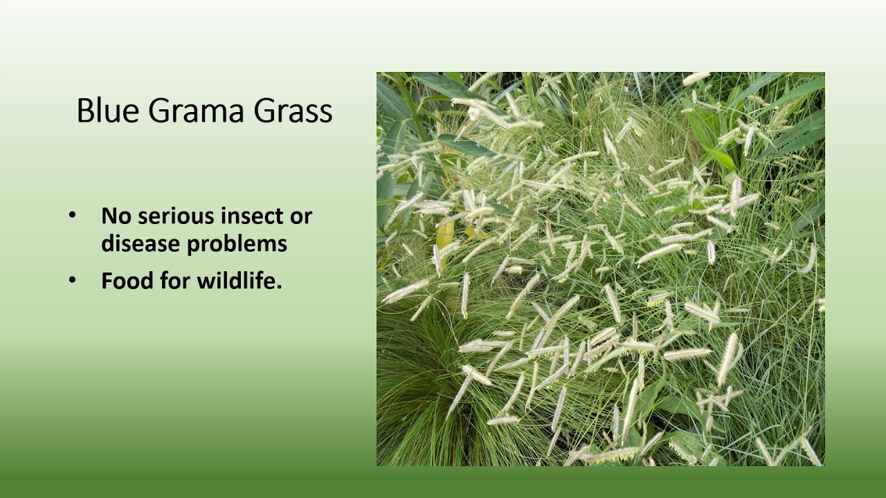 Plants That Survive and Thrive on the OBX – Blue Grama Grass