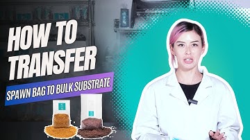 How To Transfer Inoculated Sterilized Grain Spawn to Pasteurized Bulk Substrate to Grow Mushrooms