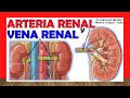 🥇 ARTERIA Y VENA RENAL. Anatomía, Ramas y Afluentes.