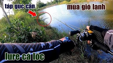 Câu Lure Cá Lóc ● Cách Chọn Mồi Câu Cá Lóc Mùa Gió Lạnh | Tâm Râu Vlog #196