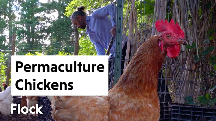 PERMACULTURE CHICKEN-COMPOSTI...  System  Ep 014