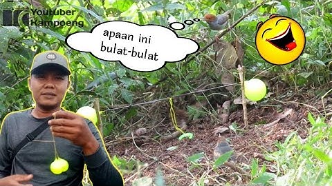 VIRAL...‼️ mikat burung prenjak kepala merah pake lato lato 🤣