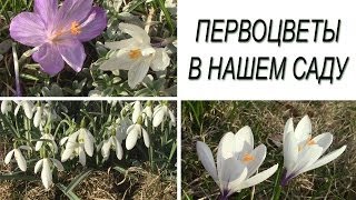 Весенние цветы.  Первоцветы в нашем саду.