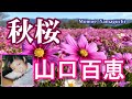 山口百恵・秋桜(コスモス) 歌詞付き!【4K】高音質CD音源