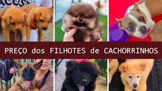 PREÇO dos Filhotes CACHORRINHOS  #filhotesdecachorros #cachorroderaca #feira