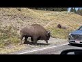 Bison Headbutts Car In Yellowstone National Park Bison Headbutts Car In Yellowstone National Park