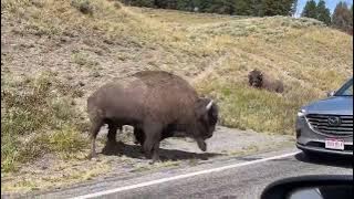 Bison headbutts car in Yellowstone National Park