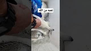 سمك سرغوس #fishingvideos #fishing #foryou #shortvideo