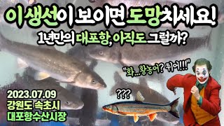 “얼마요???“귀를 의심할만큼 높은 시세로 악명높던 그곳…휴가지 수산시장 탐방,속초 편😎대포항수산시장 최신시세 속초 여행 전 필독😘