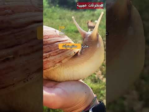 الحلزون الإفريقي العملاق مخلوقات عجيبة