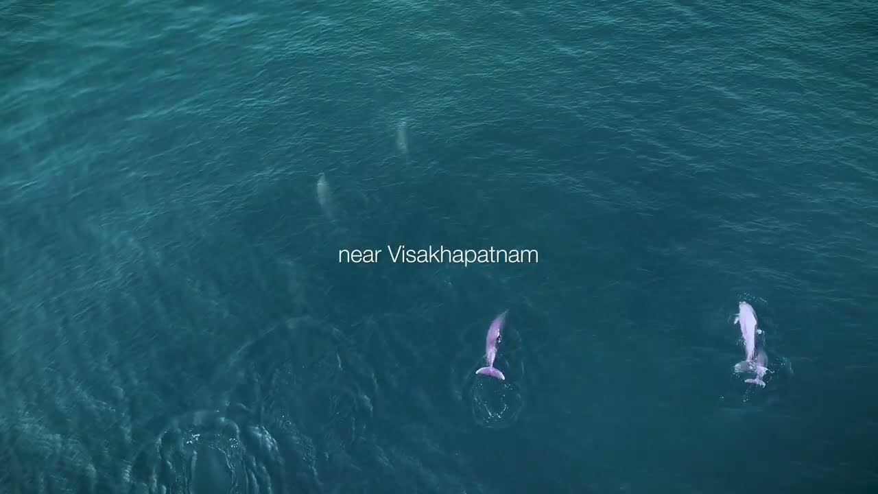 A Calm Dolphin Encounter near Visakhapatnam | Gangavaram Beach 