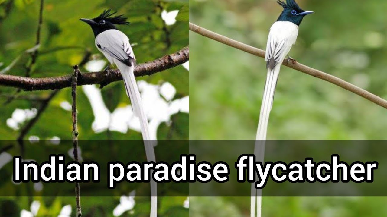 Indian Paradise Flycatcher Bird Elegant White Tail Bird Wild Domestic Youtube