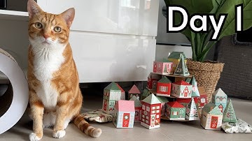 Cats open an Advent Calendar for Christmas! Day 1