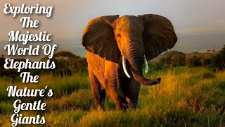 Elephants in the Wild: A Stunning Photographic Journey Through the Habitats of Elephants by Pets Expo 25 views 5 months ago 2 minutes, 2 seconds