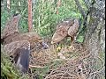 A vole for Laila&#39;s breakfast! Latvian Lesser Spotted Eagles. 01 June 2022