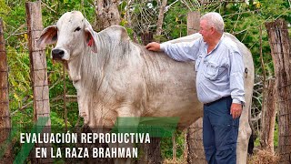 Evaluación reproductiva en la raza Brahman - TvAgro por Juan Gonzalo Angel Restrepo