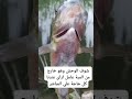 صيد وحش البلطى بالعجبنة الزفرة تعالوا نشوف