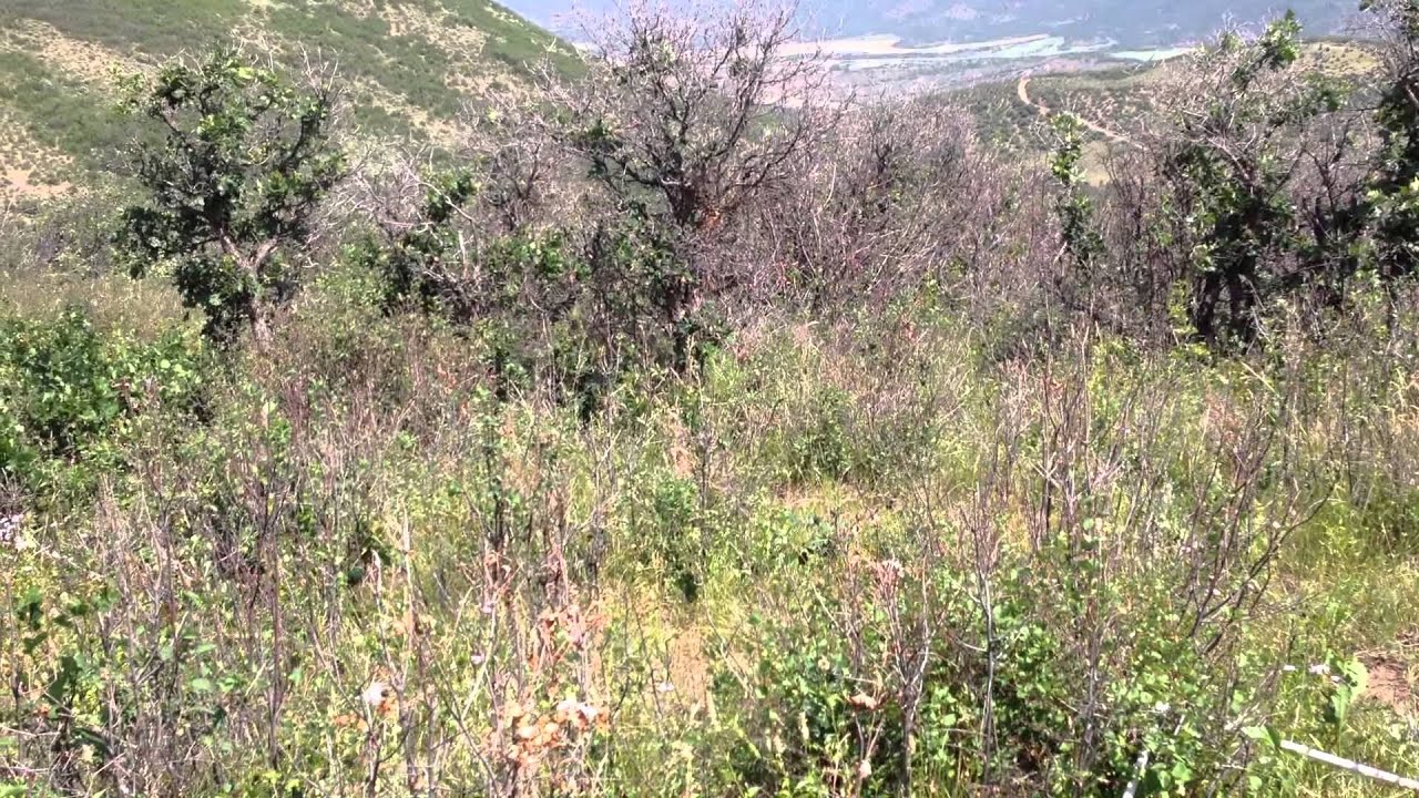 AERHERBPP03 Crossbow