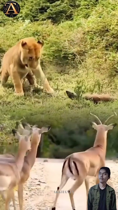 berani menantang singa musang akhirnya kena geplak dari sang singa #animals #shorts
