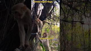Beautiful monkey baby activities #funny #viral #monkey #comedy #Naveen naiwal vlogs#18-06-2026💯🐒🚩