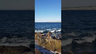 Sea lions chilling under the sun 👀