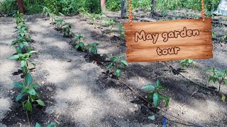 Touring the garden and planting tomatoes