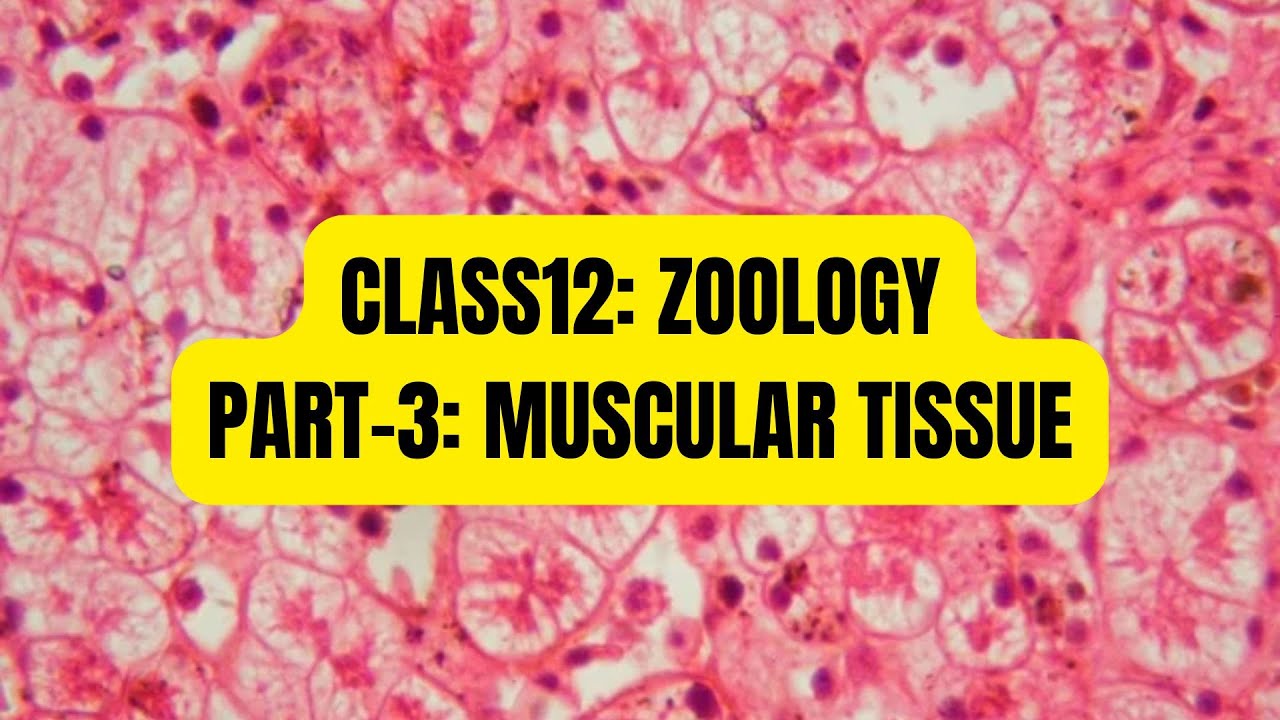 NEB CLASS 12 ZOOLOGY MUSCULAR TISSUE YouTube neb-class-12-zoology-muscular-tissue-youtube