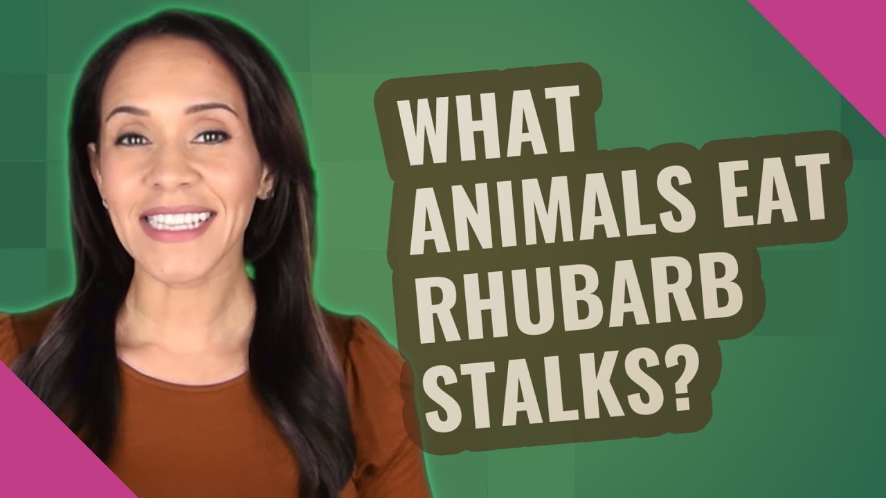 What animals eat rhubarb stalks? YouTube