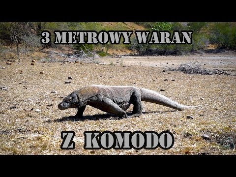 Wideo: Gdzie Zobaczyć Smoki Komodo W Parku Narodowym Komodo W Indonezji