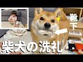 娘がはじめて靴下を履けたと思ったら柴犬の洗礼が炸裂した