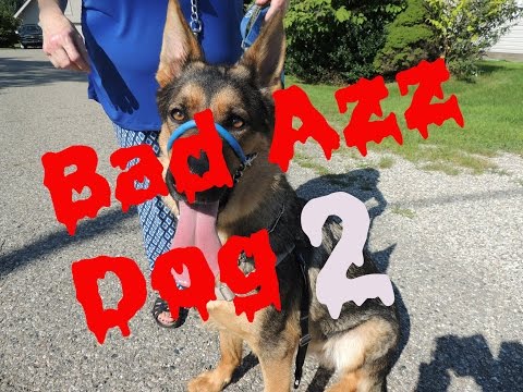 AMAZING SAFECALM DOG