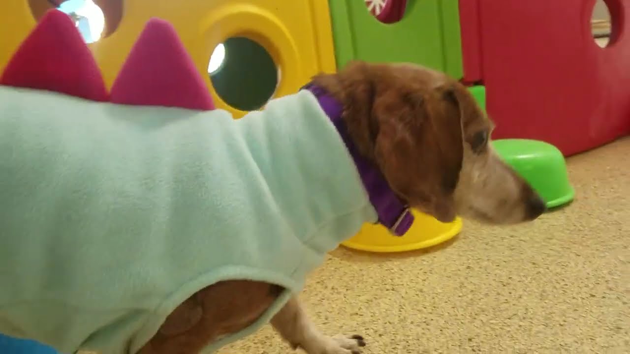 Playtime at Dogs On The Farm & Cats Too!