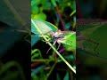 Spider 🕸️🕷️ #nature #insects #bugs #macrovideography