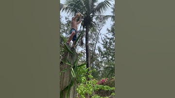 Cưa dừa bằng liềm cắt cỏ