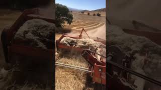 Deste Günaydın Le Le Kurban Şak Ümosan