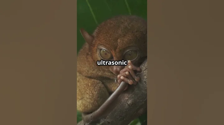 Mind-blowing facts about tarsiers you didn’t know! 🐒
