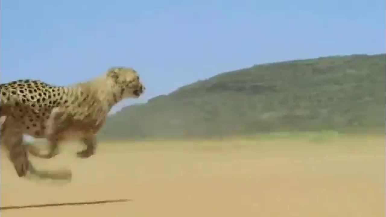 Песня панда бегу от гепарда. Гепард бежит со скоростью 120 км ч. Гепард бежит гиф. Гепард бежит по кадрам. Лев бежит со скоростью.
