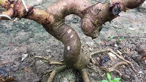 Cây Bàng Dáng Lạ _Hữu Đại TV