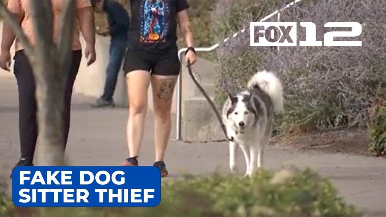 Vancouver man using fake dog-sitting account to steal from dog owners