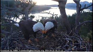FOBBV Cam ~ JACKIE CONSUMES THE 3RD EGG! SHADOW FLIES IN \& IS BY HER SIDE 💗 LAST GOODBYES 💗 4.29.24