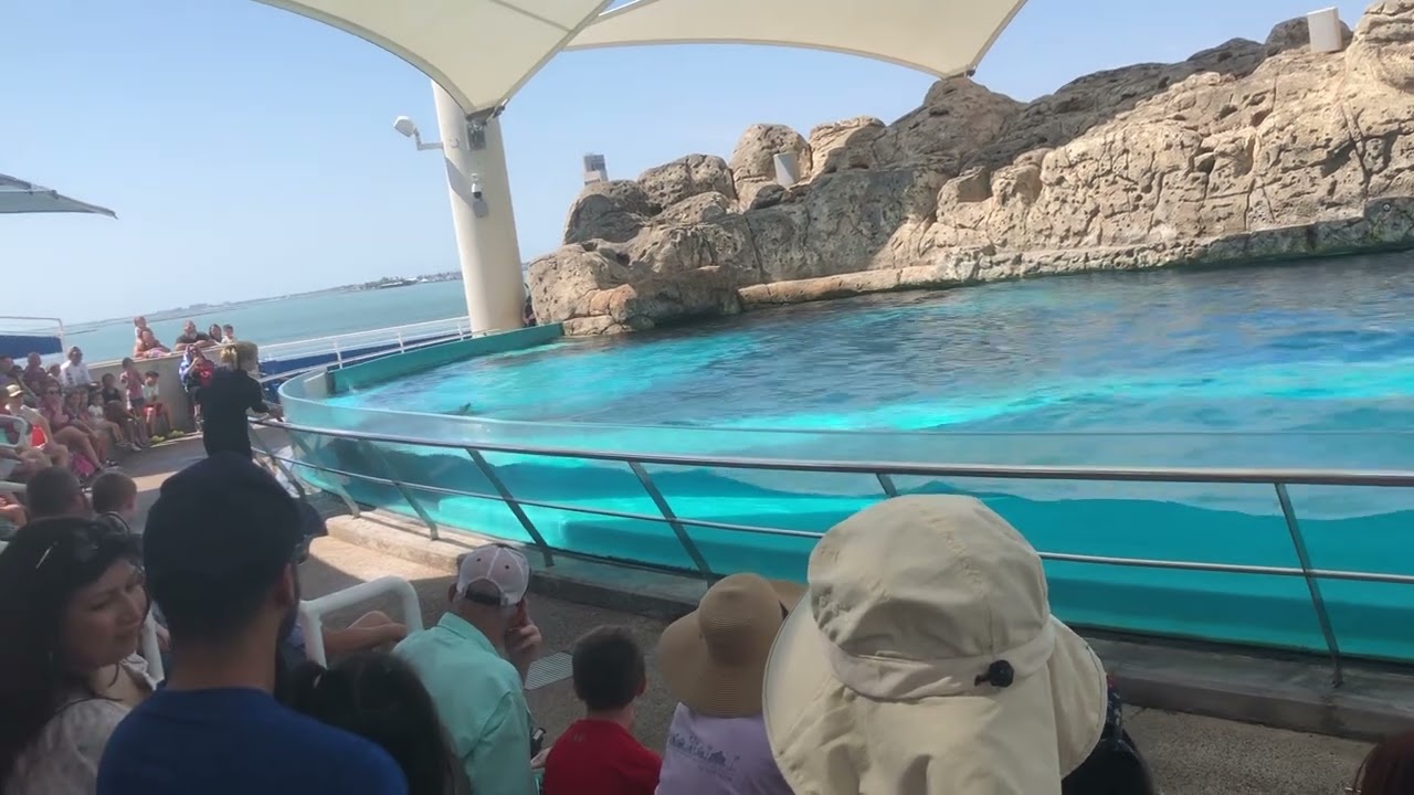Texas State Aquarium Dolphin presentation