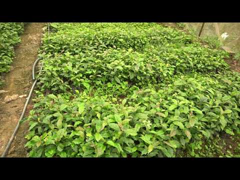 Vườn Cây Giống Xạ Đen - 0976 836 586